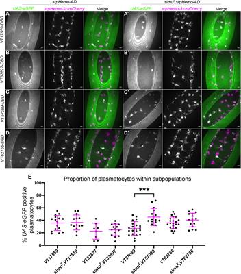 Macrophage subpopulation identity in Drosophila is modulated by apoptotic cell clearance and related signalling pathways